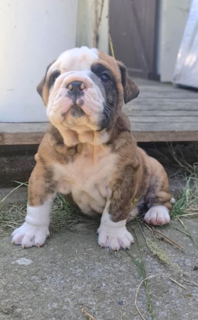 des Chtis Contis - Chiots disponibles - Bulldog continental