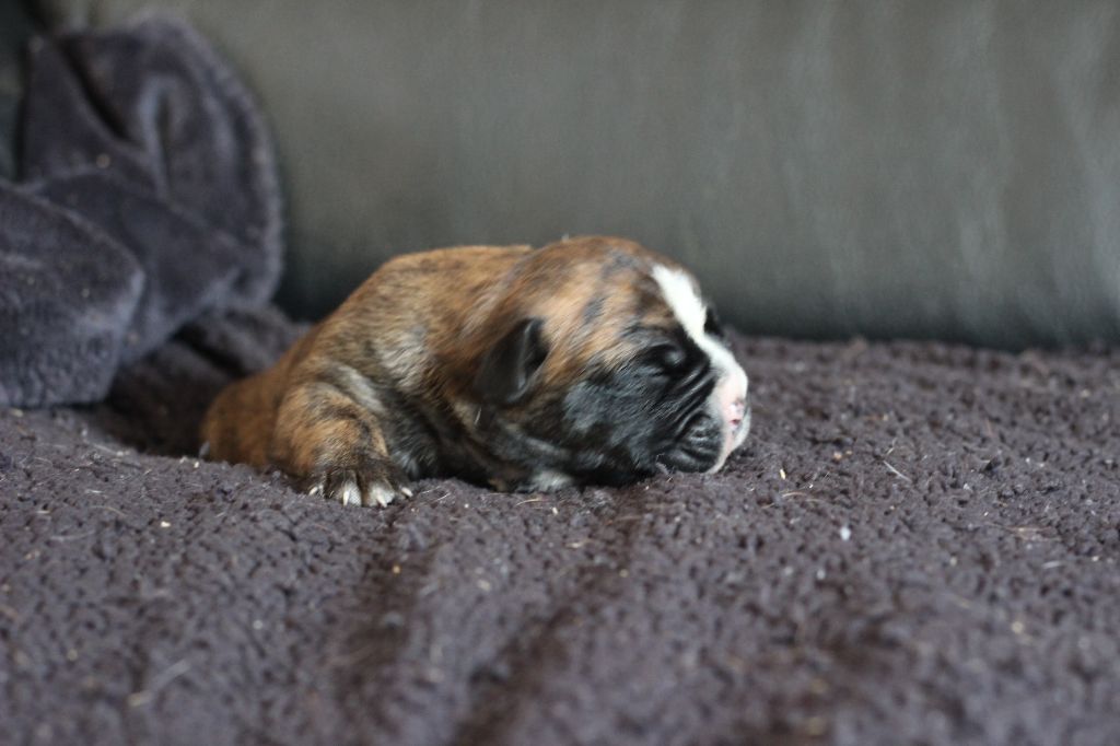des Chtis Contis - Chiots disponibles - Bulldog continental