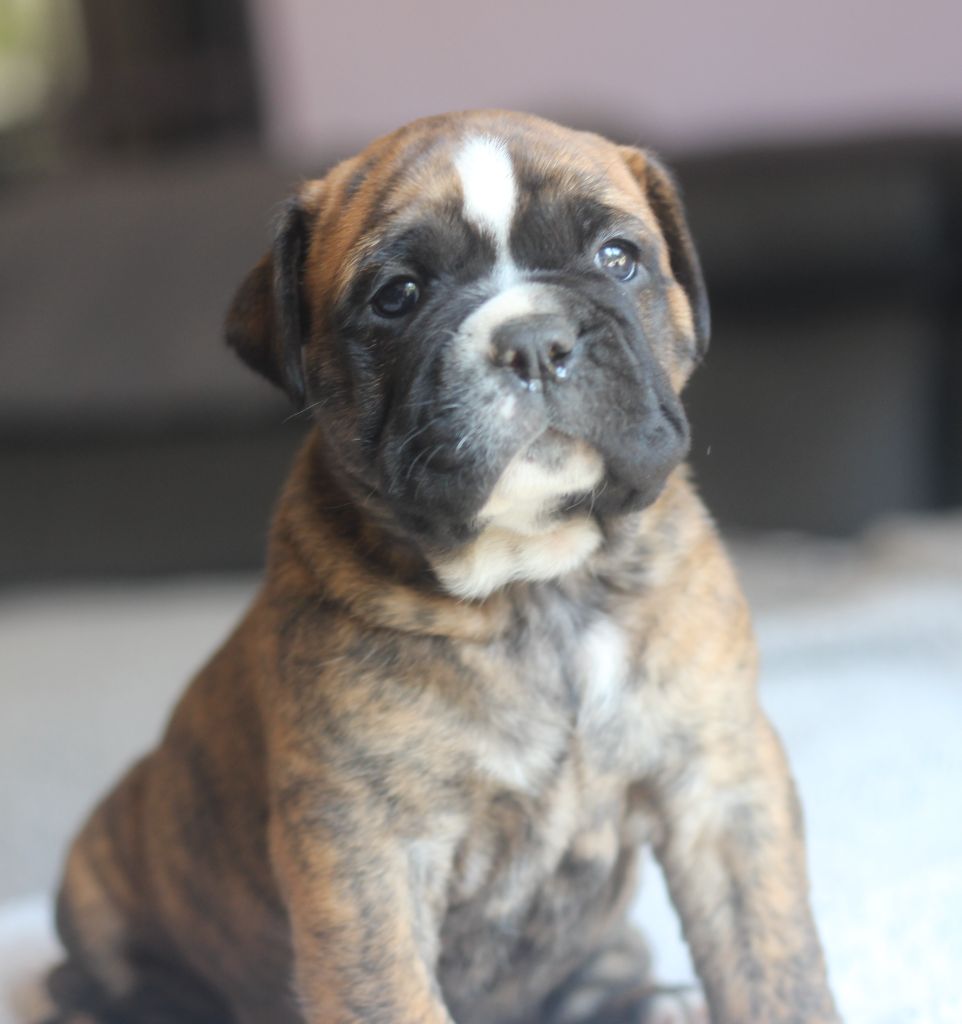des Chtis Contis - Chiots disponibles - Bulldog continental