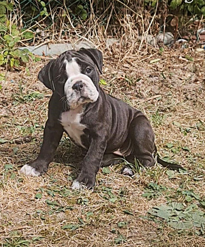 des Chtis Contis - Chiots disponibles - Bulldog continental