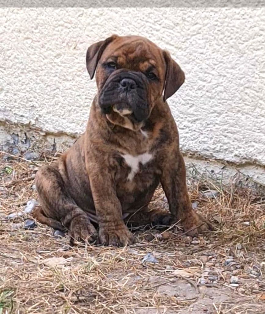 des Chtis Contis - Chiots disponibles - Bulldog continental