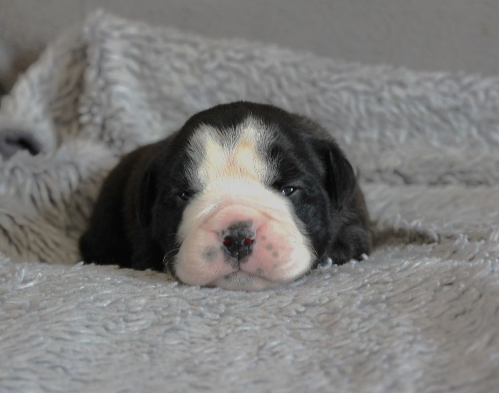 CHIOT 7