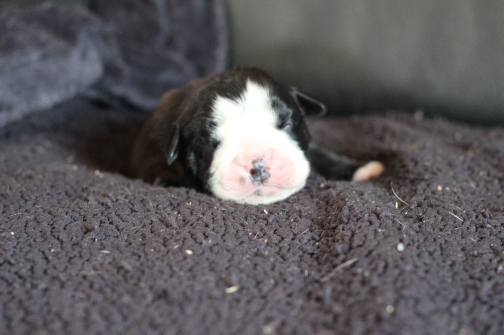 des Chtis Contis - Chiots disponibles - Bulldog continental
