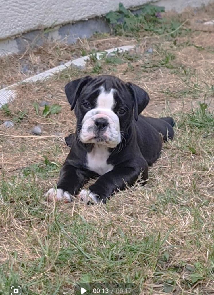 des Chtis Contis - Chiots disponibles - Bulldog continental