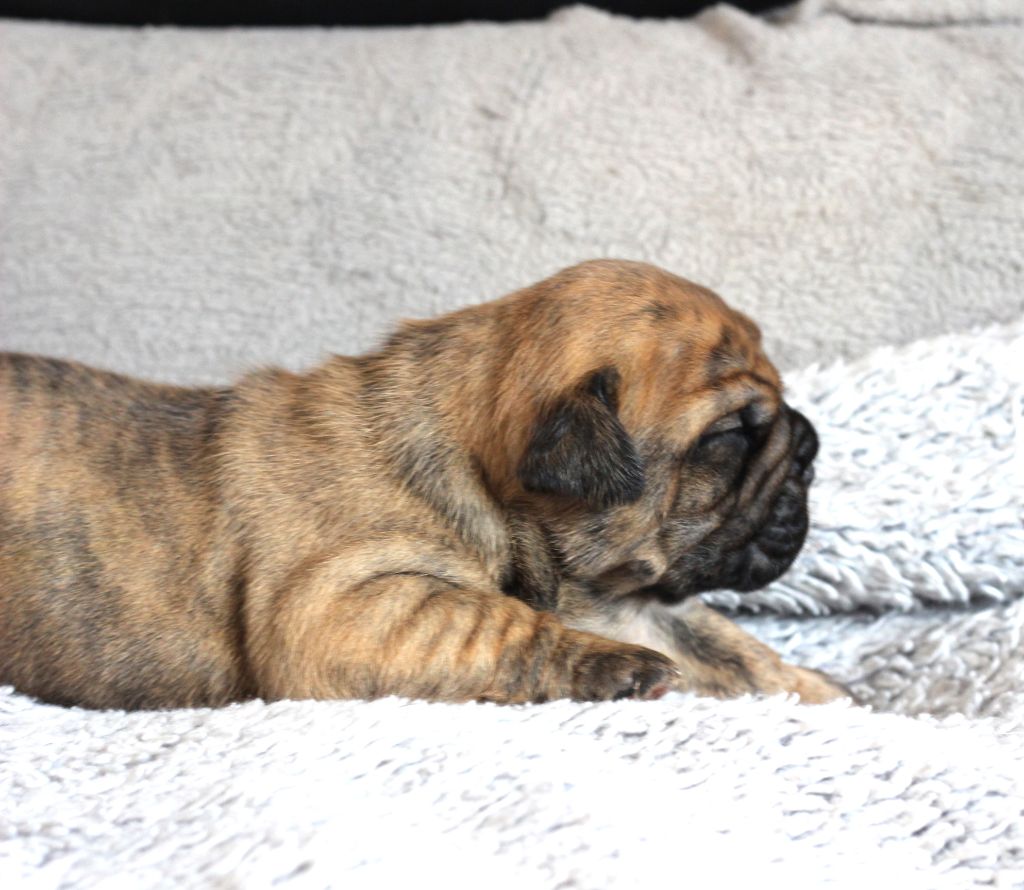des Chtis Contis - Chiots disponibles - Bulldog continental