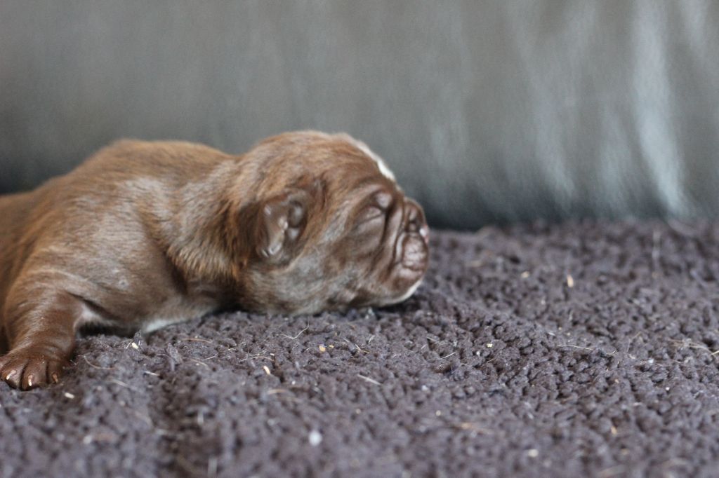 des Chtis Contis - Chiots disponibles - Bulldog continental