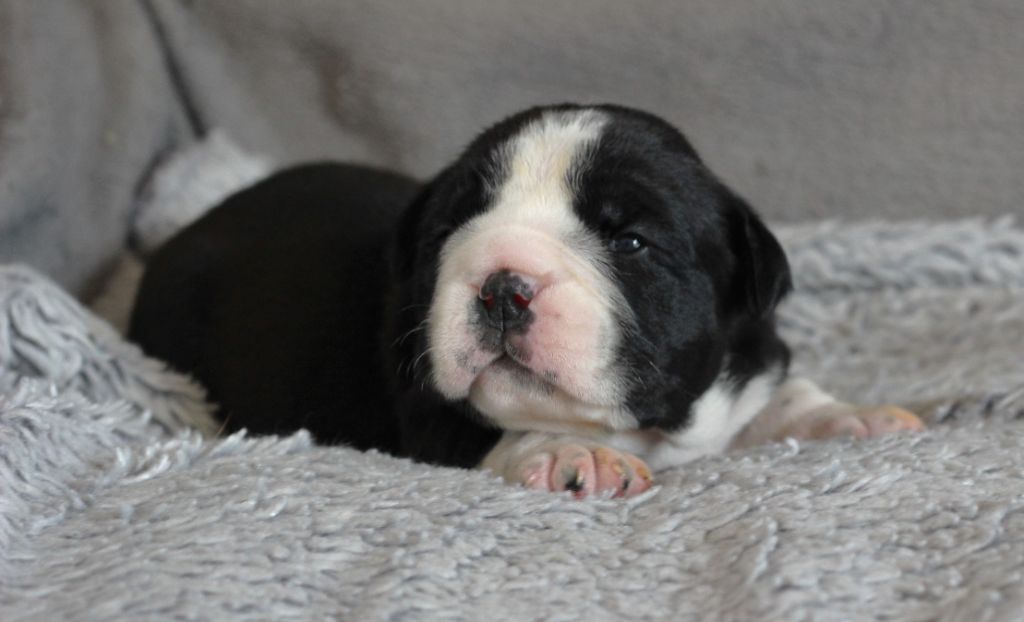 des Chtis Contis - Chiots disponibles - Bulldog continental