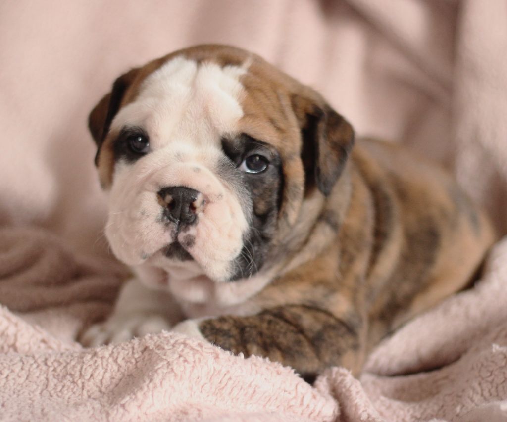 CHIOT 4