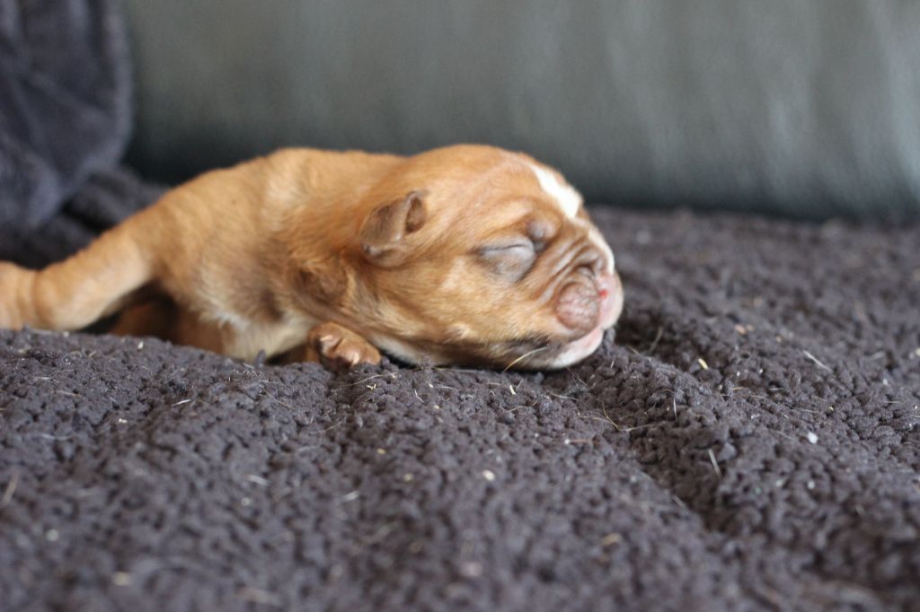 des Chtis Contis - Chiots disponibles - Bulldog continental
