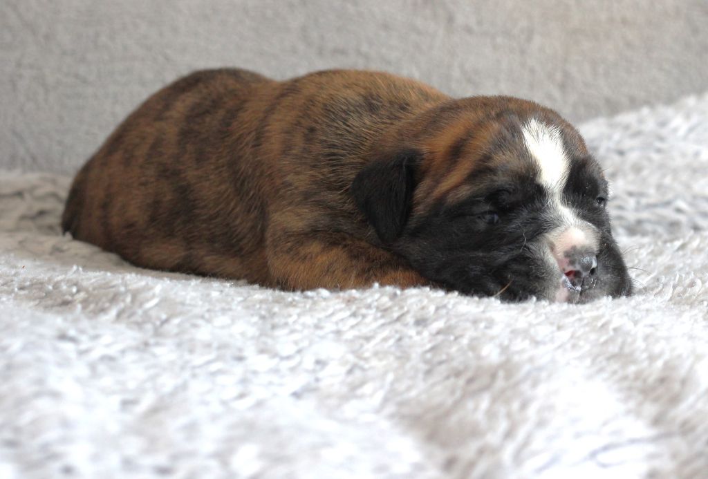 des Chtis Contis - Chiots disponibles - Bulldog continental