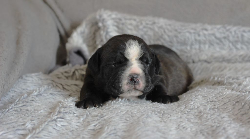 des Chtis Contis - Chiots disponibles - Bulldog continental