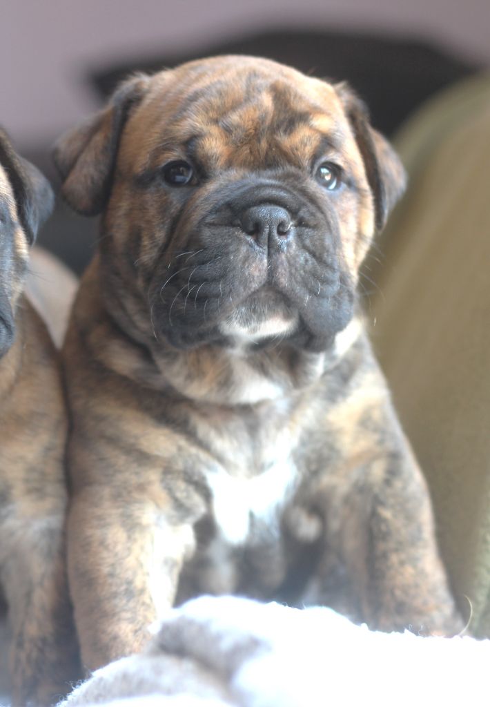 des Chtis Contis - Chiots disponibles - Bulldog continental