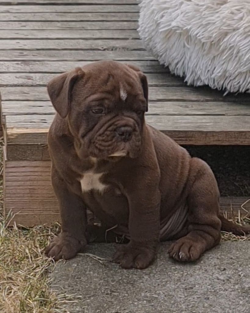 des Chtis Contis - Chiots disponibles - Bulldog continental