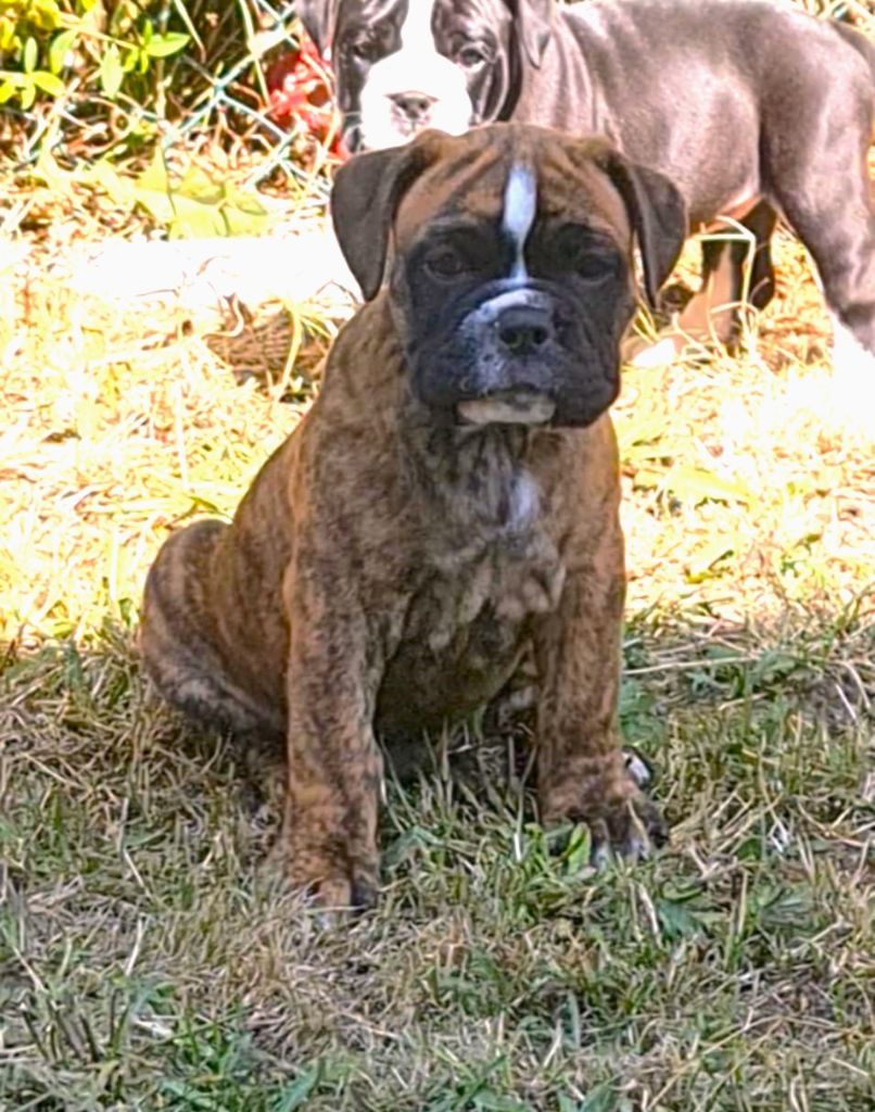 des Chtis Contis - Chiots disponibles - Bulldog continental