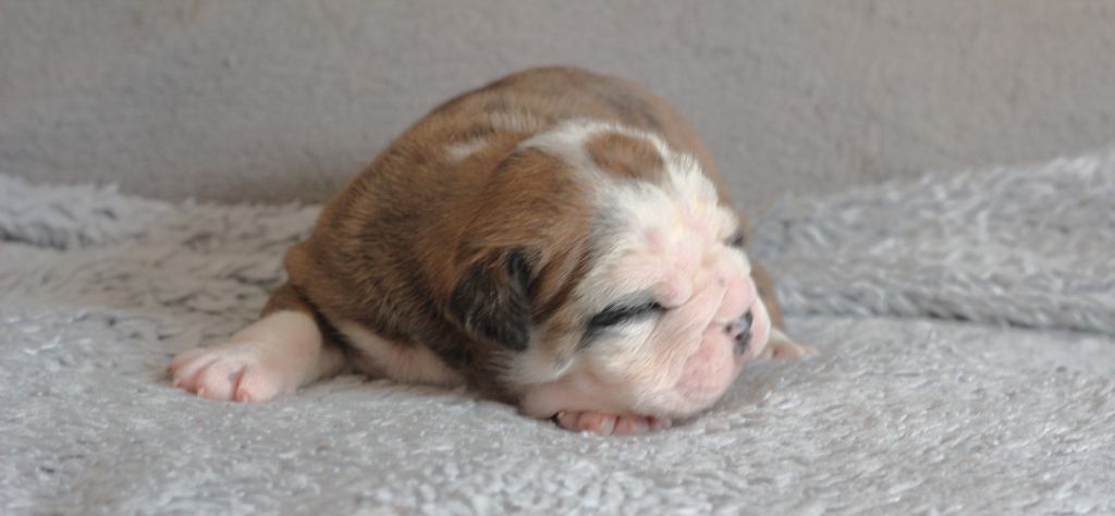 des Chtis Contis - Chiots disponibles - Bulldog continental