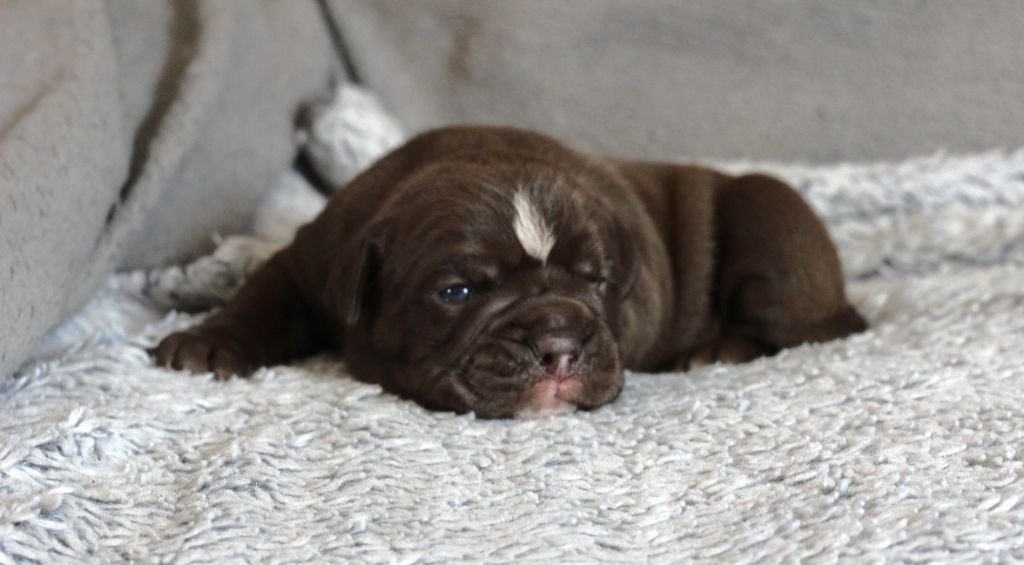 des Chtis Contis - Chiots disponibles - Bulldog continental