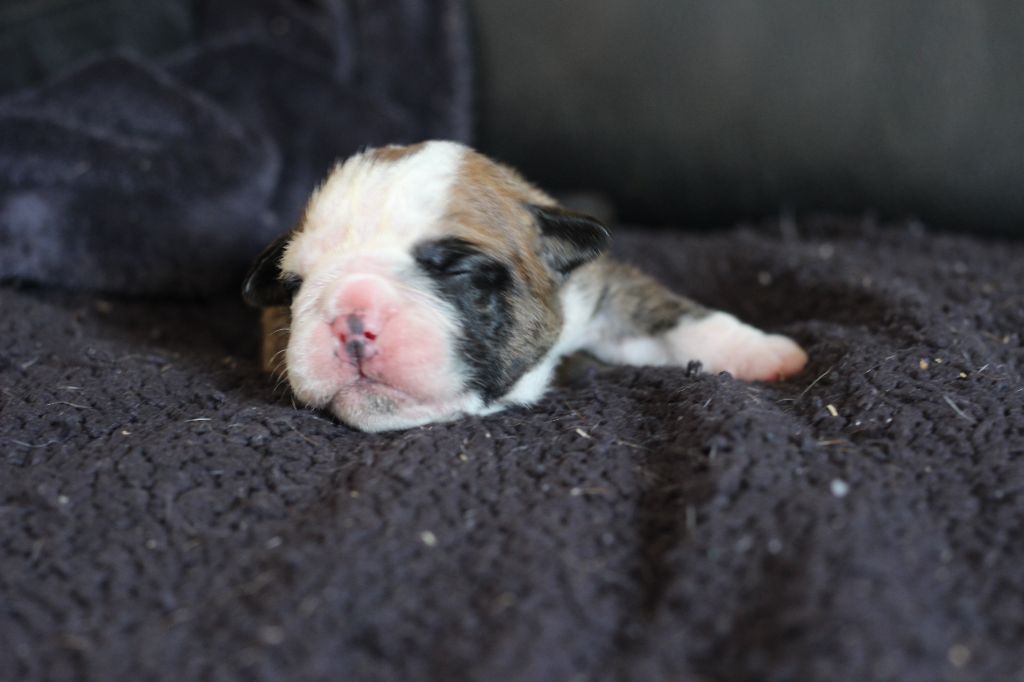 des Chtis Contis - Chiots disponibles - Bulldog continental