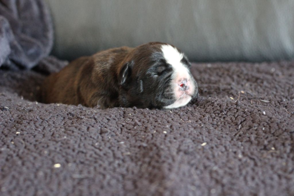 des Chtis Contis - Chiots disponibles - Bulldog continental